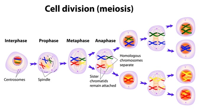 Meiosis. Cell division diagram. Image Credit: Designua / Shutterstock