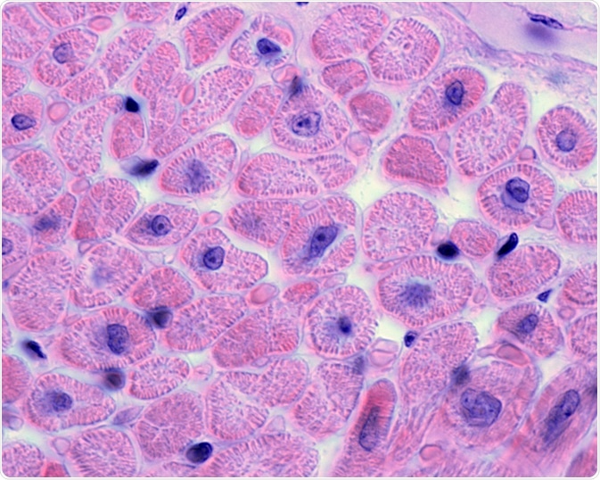 Diversity in Cellular Cardiac Tissue