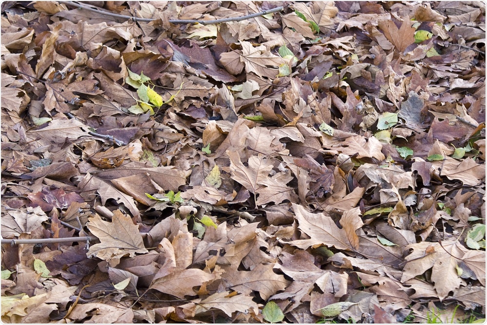 leaf-litter-converted-to-biochar-could-reduce-n20-emissions