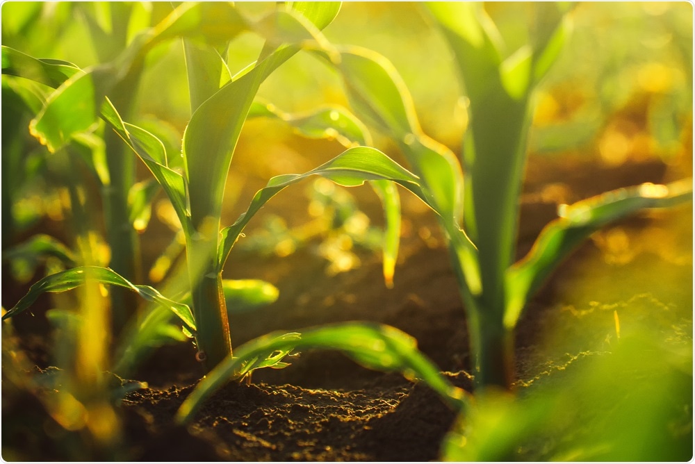 scientists-use-bacteria-to-help-plants-grow-in-salty-soil