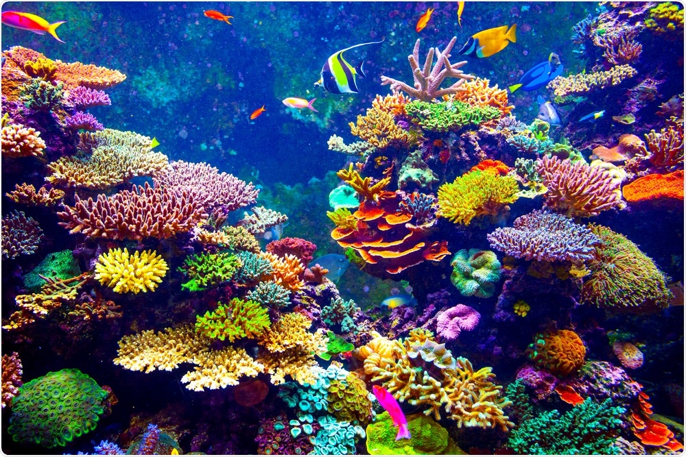 coral-reefs-still-vulnerable-to-climate-change-and-invasive-species