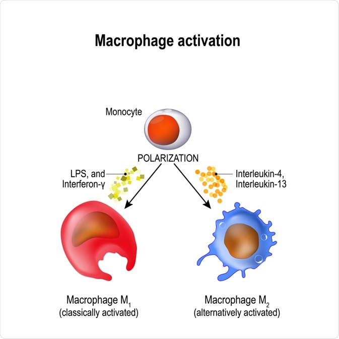 what-is-inflammatory-macrophage-polarisation