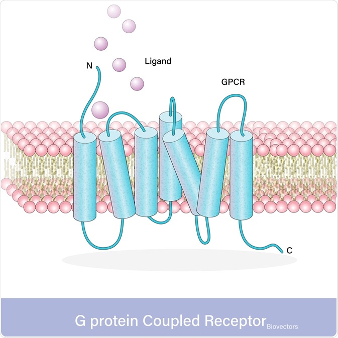 What are G-Protein-Coupled Receptors?