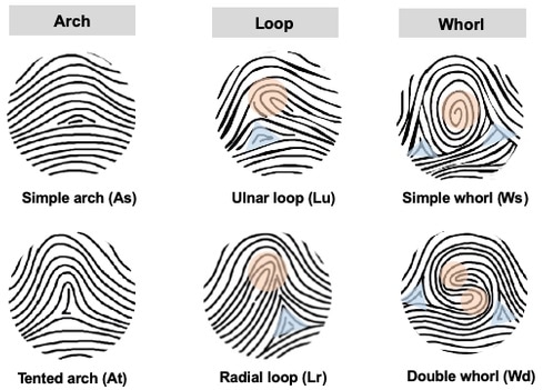 plain whorl fingerprint